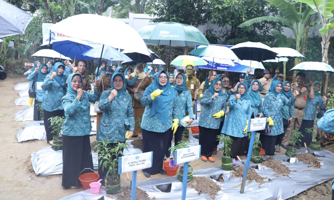 Aksi tanam cabai serentak oleh TP PKK Kaltim dan Samarinda.