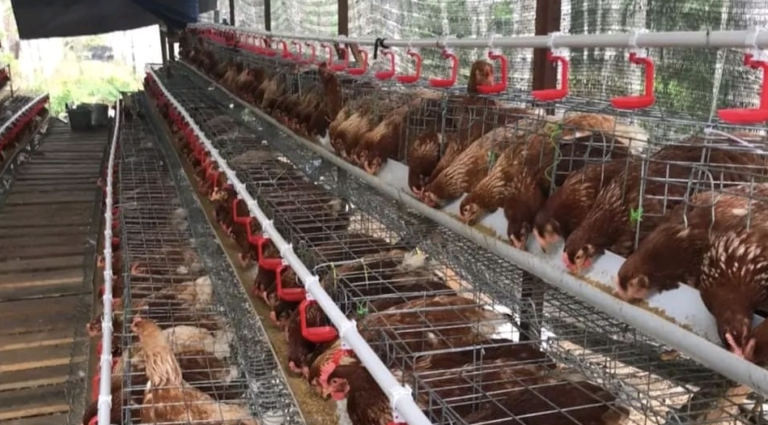 Foto: Peternakan Ayam Probiotik Desa Loa Duri Ilir.