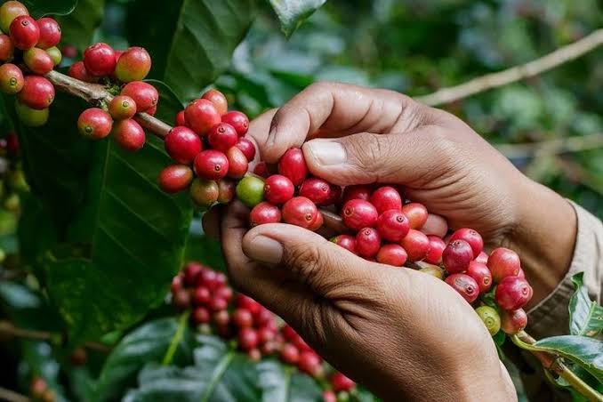 Foto : Ilustrasi petani kopi di Kutai Kartanegara.